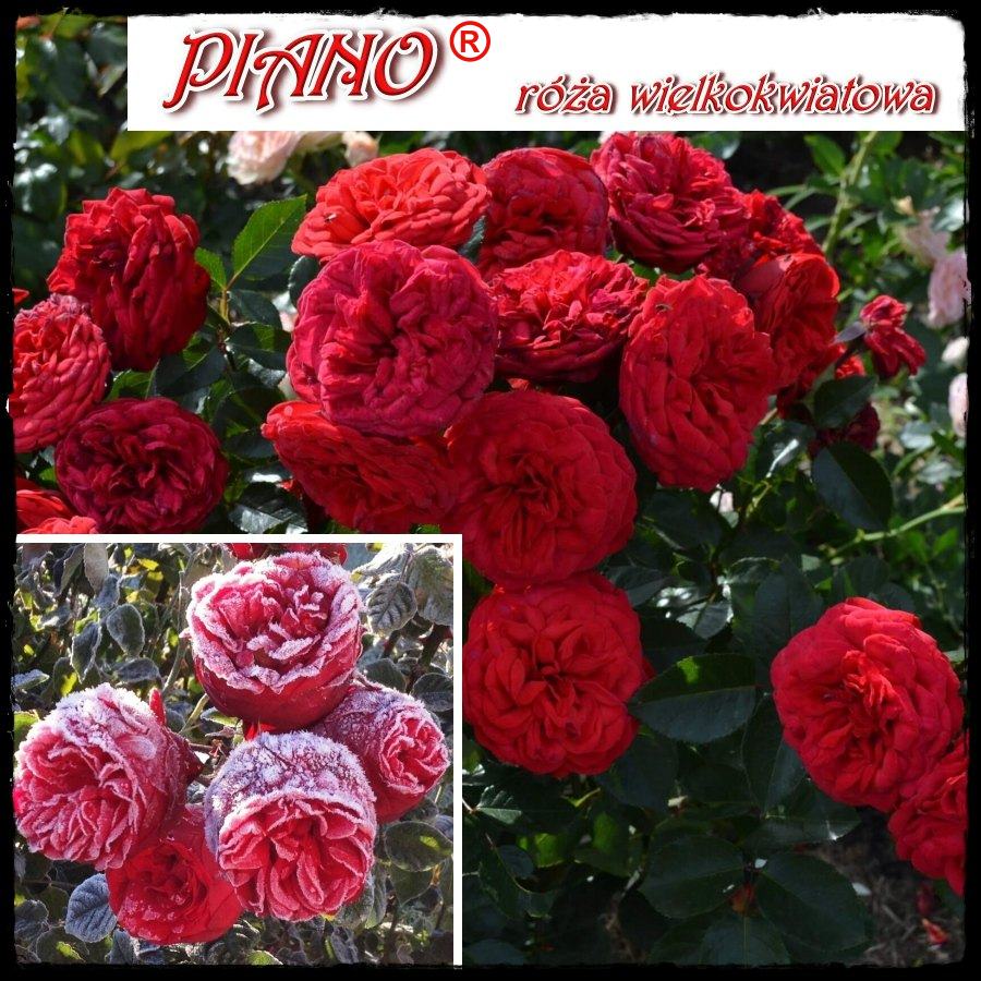 Piano róże wielkokwiatowe kol